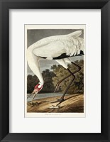 Pl 226 Hooping Crane Fine Art Print