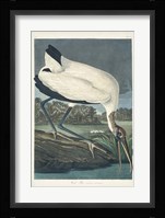Pl 216 Wood Ibis Fine Art Print