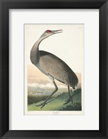 Pl 261 Hooping Crane Fine Art Print