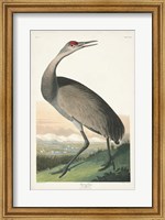 Pl 261 Hooping Crane Fine Art Print