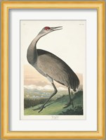 Pl 261 Hooping Crane Fine Art Print