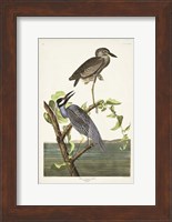 Pl 336 Yellow-crowned Heron Fine Art Print