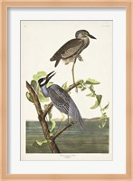 Pl 336 Yellow-crowned Heron Fine Art Print