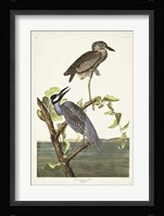 Pl 336 Yellow-crowned Heron Fine Art Print