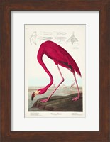 Pl 431 American Flamingo Fine Art Print