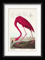 Pl 431 American Flamingo Fine Art Print