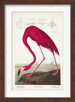 Pl 431 American Flamingo Fine Art Print