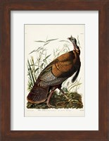 Pl 1 Wild Turkey Fine Art Print