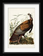 Pl 1 Wild Turkey Fine Art Print