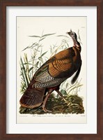 Pl 1 Wild Turkey Fine Art Print