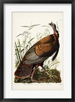 Pl 1 Wild Turkey Fine Art Print