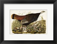 Pl 6 Great American Hen & Young Fine Art Print