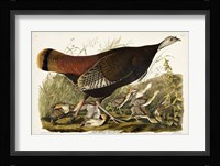 Pl 6 Great American Hen & Young Fine Art Print