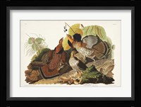 Pl 41 Ruffed Grouse Fine Art Print