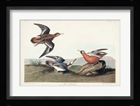 Pl 255 Red Phalarope Fine Art Print