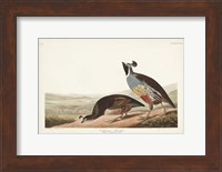 Pl 413 Californian Partridge Fine Art Print