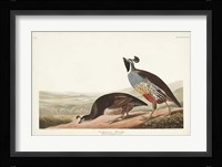 Pl 413 Californian Partridge Fine Art Print