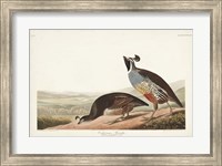 Pl 413 Californian Partridge Fine Art Print