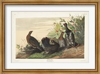 Pl 176 Spotted Grouse Fine Art Print