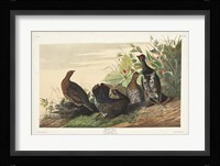 Pl 176 Spotted Grouse Fine Art Print