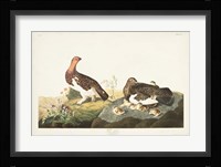 Pl 191 Willow Grouse Fine Art Print