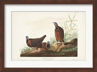 Pl 172 Blue-headed Pigeon Fine Art Print