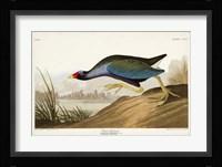 Pl 305 Purple Ganaule Fine Art Print