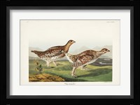 Pl 382 Sharp-tailed Grouse Fine Art Print