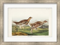 Pl 382 Sharp-tailed Grouse Fine Art Print