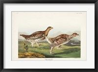 Pl 382 Sharp-tailed Grouse Fine Art Print