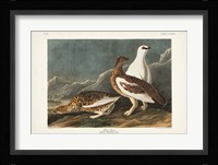 Pl 368 Rock Grouse Fine Art Print