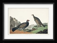 Pl 361 Long-tailed or Dusky Grouse Fine Art Print
