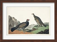 Pl 361 Long-tailed or Dusky Grouse Fine Art Print
