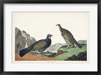 Pl 361 Long-tailed or Dusky Grouse Fine Art Print
