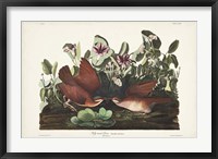 Pl 167 Key West Pigeon Fine Art Print