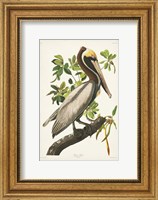 Pl 251 Brown Pelican Fine Art Print