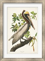 Pl 251 Brown Pelican Fine Art Print