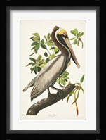 Pl 251 Brown Pelican Fine Art Print