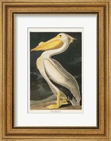 Pl 311 American White Pelican Fine Art Print