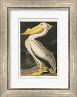 Pl 311 American White Pelican Fine Art Print