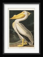 Pl 311 American White Pelican Fine Art Print