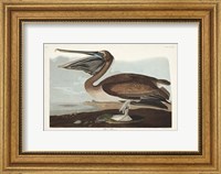 Pl 421 Brown Pelican Fine Art Print