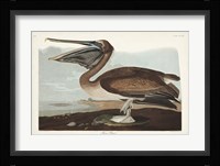 Pl 421 Brown Pelican Fine Art Print