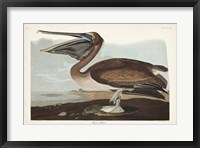Pl 421 Brown Pelican Fine Art Print
