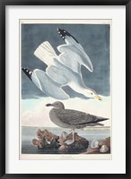 Pl 291 Herring Gull Fine Art Print