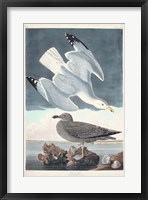 Pl 291 Herring Gull Fine Art Print