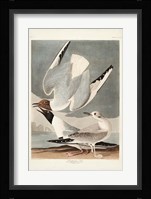 Pl 324 Bonapartian Gull Fine Art Print