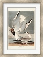 Pl 324 Bonapartian Gull Fine Art Print