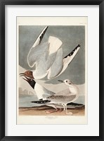 Pl 324 Bonapartian Gull Fine Art Print