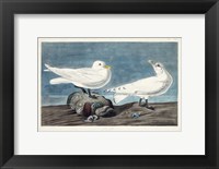 Pl 287 Ivory Gull Fine Art Print